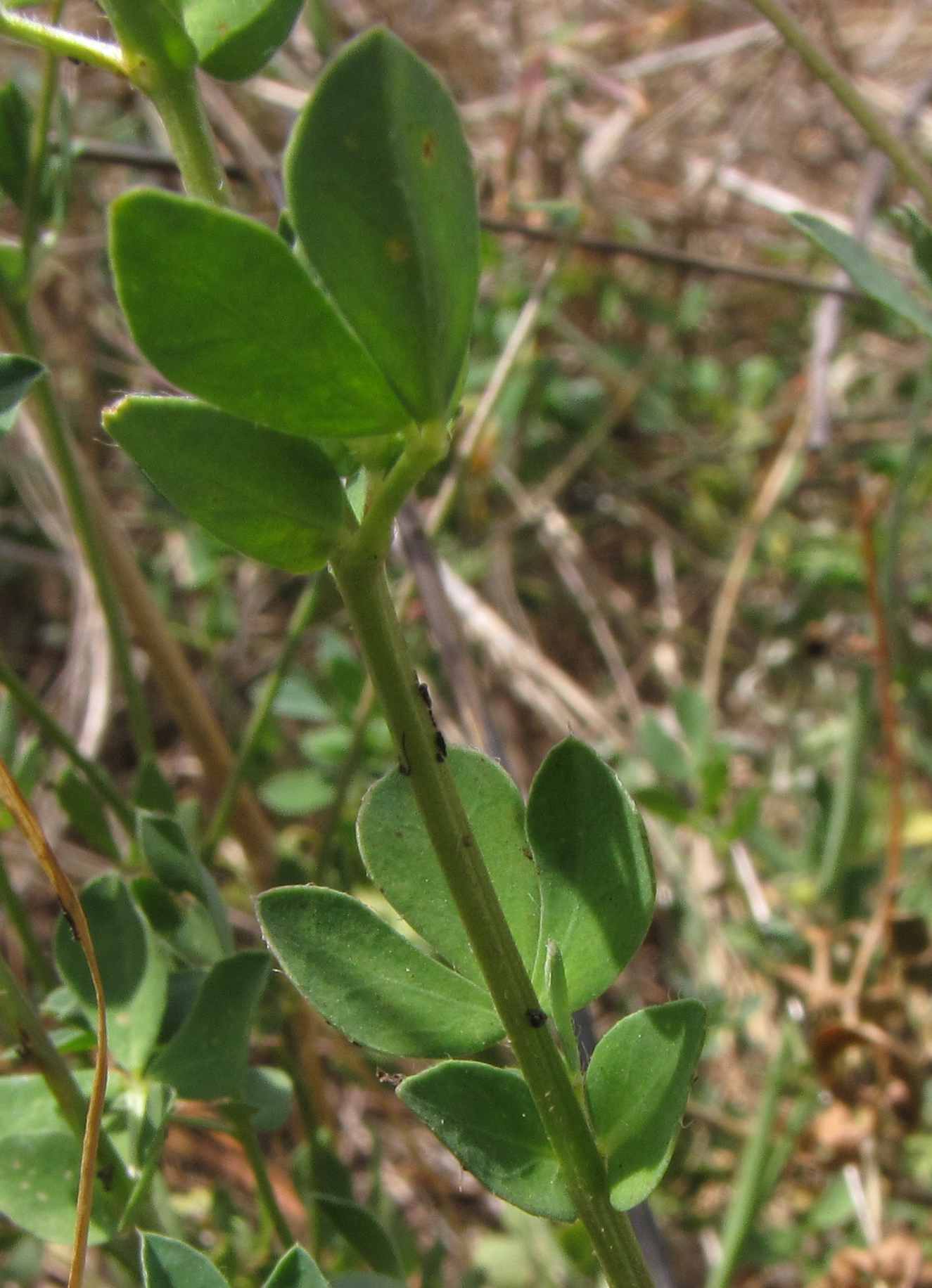 Lotus corniculatus / Ginestrino comune